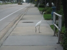 bird on sidewalk_1