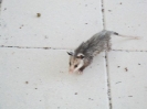 opossum_1